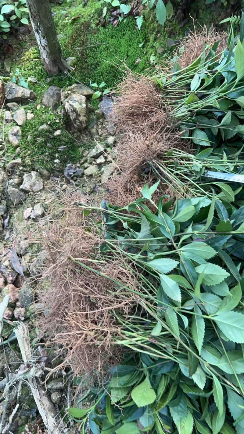 籽育草珊瑚苗