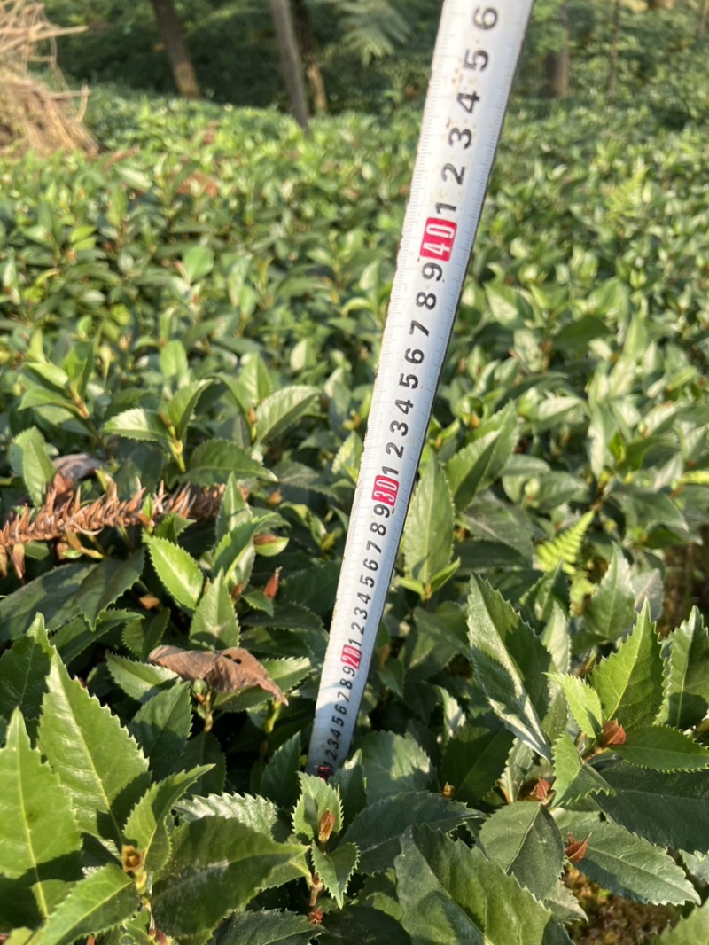 籽育草珊瑚苗