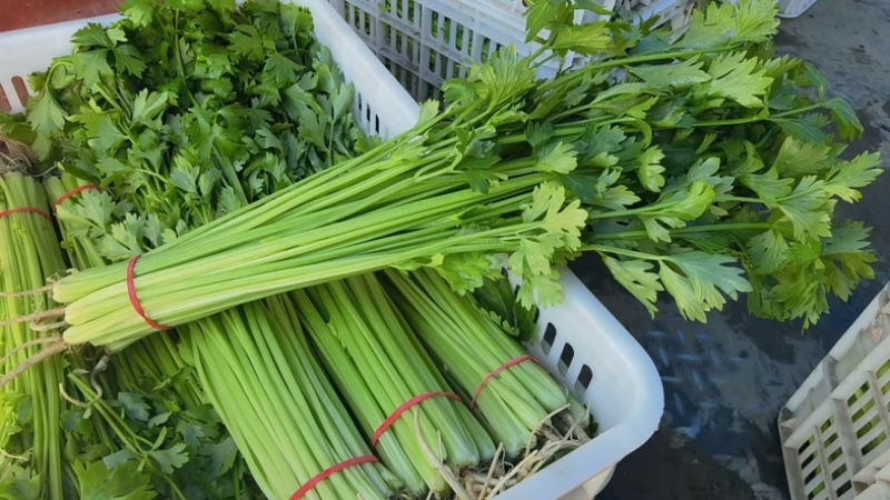 山东聊城玻璃脆小香芹清爽味甜多汁