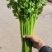 山东聊城玻璃脆小香芹清爽味甜多汁