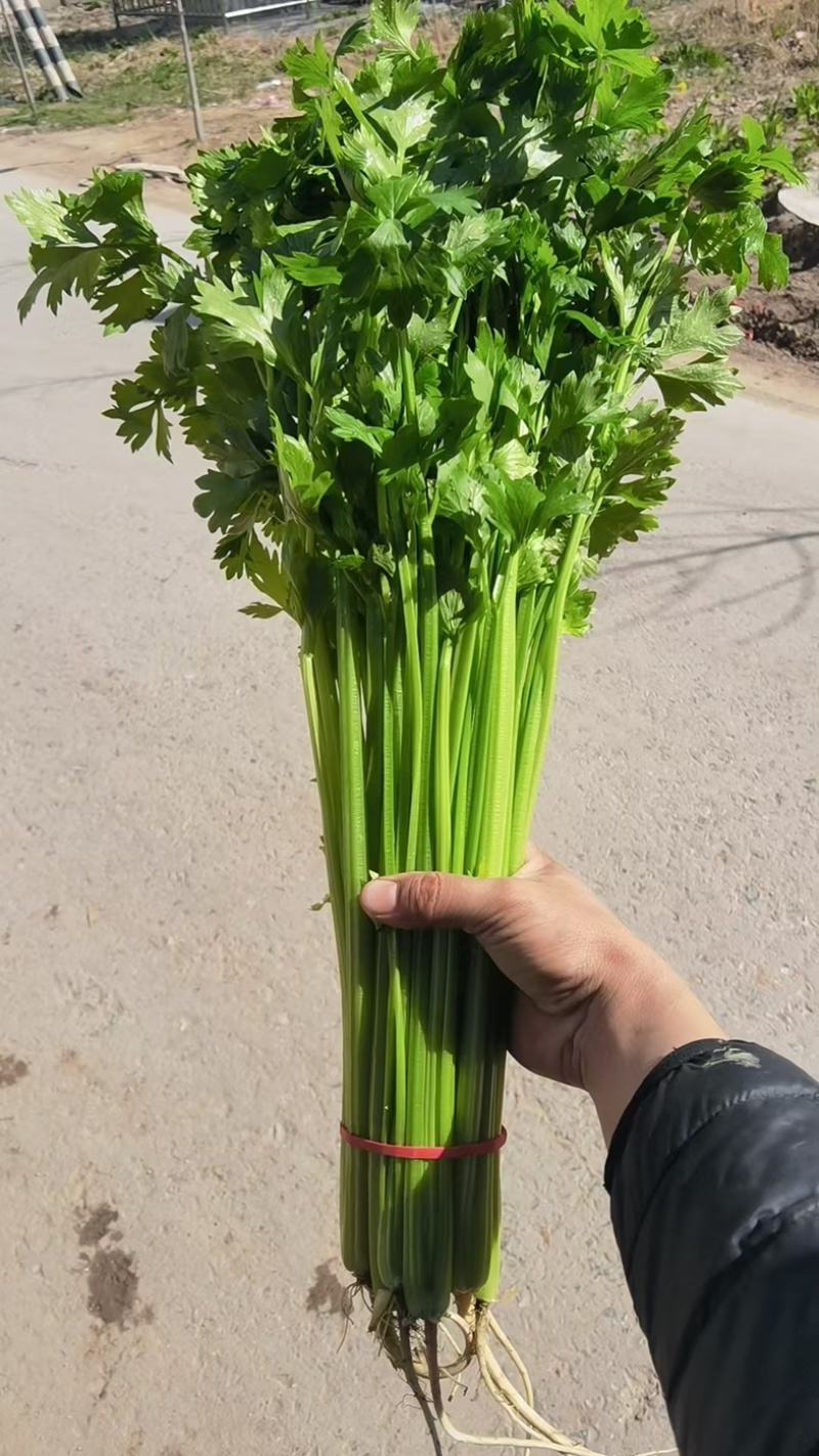 山东聊城玻璃脆小香芹清爽味甜多汁