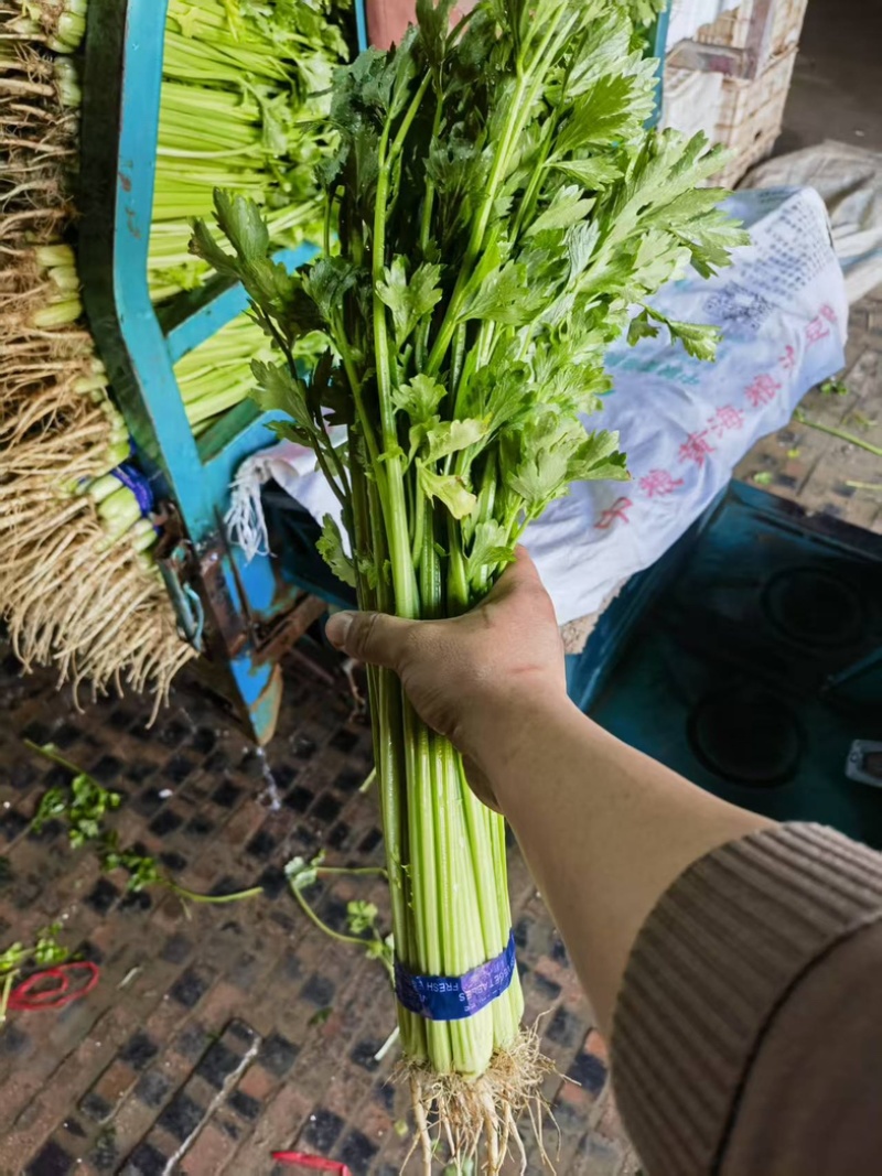 山东聊城玻璃脆小香芹清爽味甜多汁