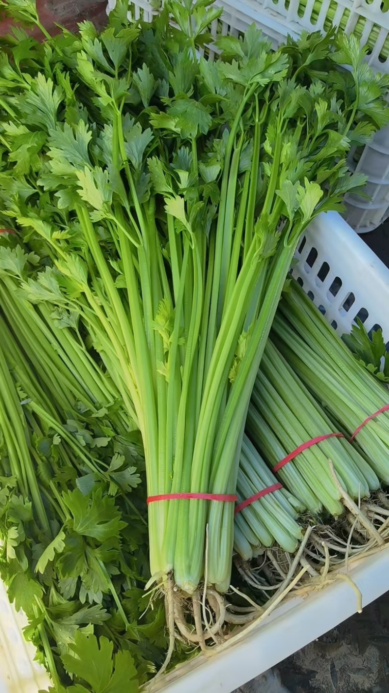 山东聊城玻璃脆小香芹清爽味甜多汁