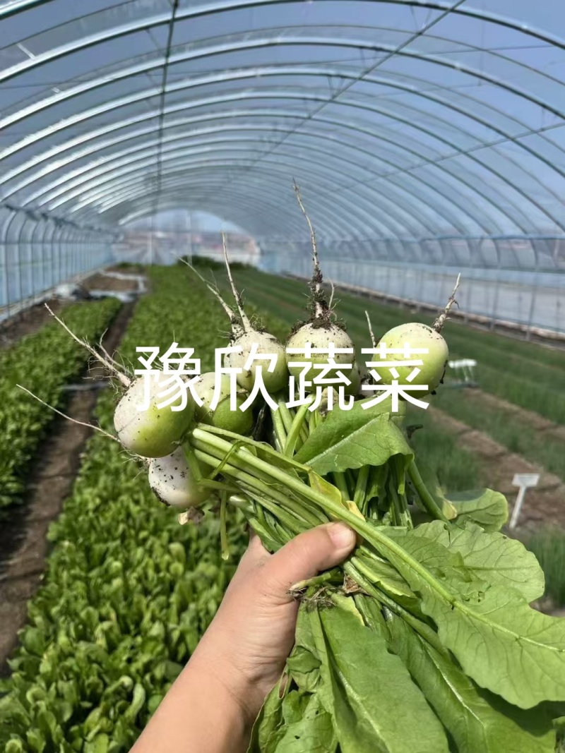 樱桃青萝卜口感脆甜一线城市必备