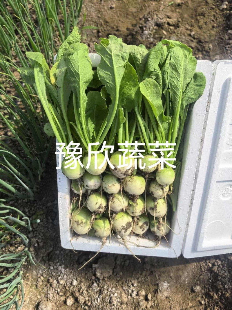 樱桃青萝卜口感脆甜一线城市必备