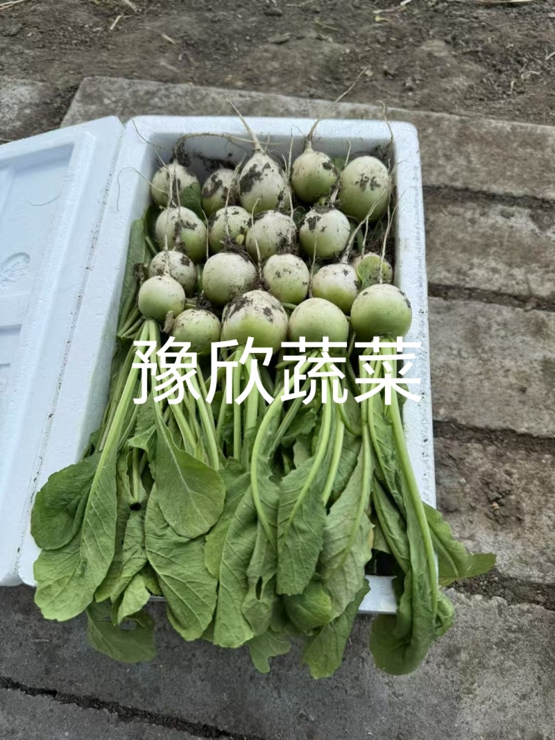 樱桃青萝卜口感脆甜一线城市必备