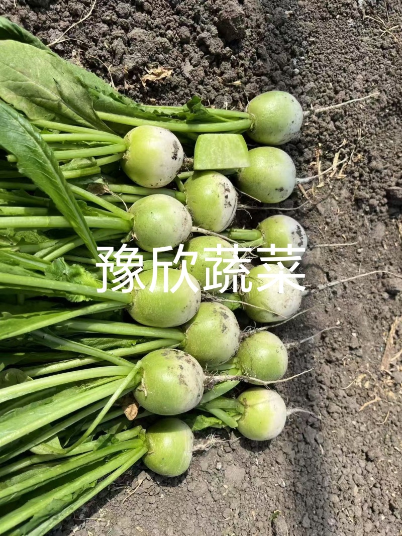樱桃青萝卜口感脆甜一线城市必备