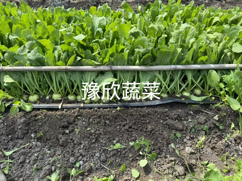 樱桃青萝卜口感脆甜一线城市必备