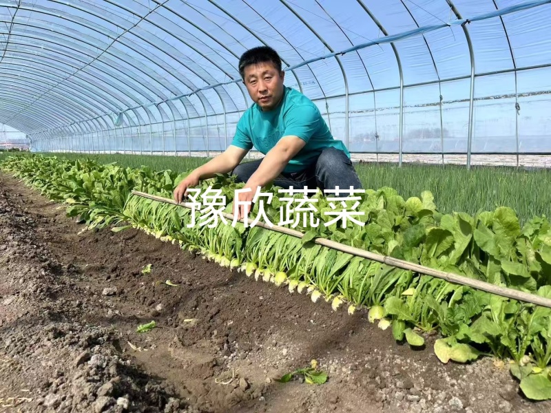 樱桃青萝卜口感脆甜一线城市必备