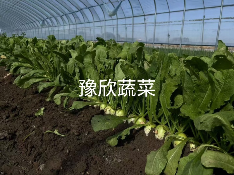 樱桃青萝卜口感脆甜一线城市必备