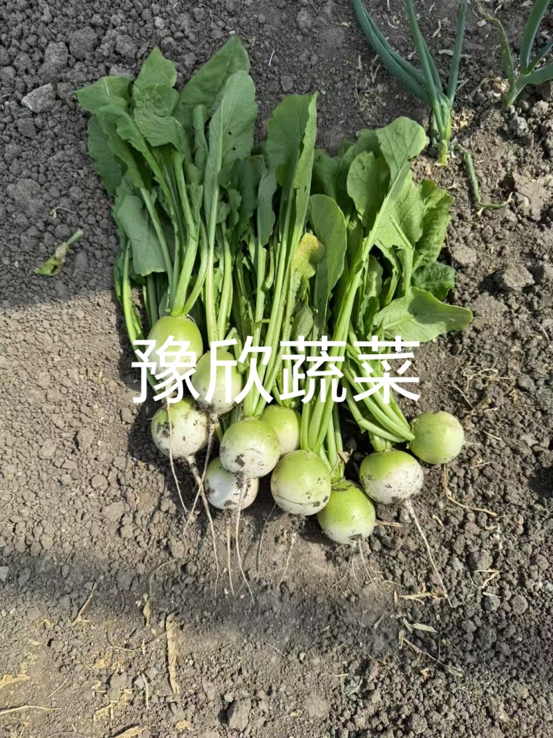 樱桃青萝卜口感脆甜一线城市必备