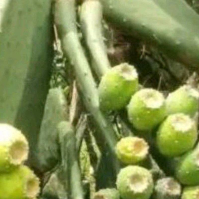 仙人掌种苗