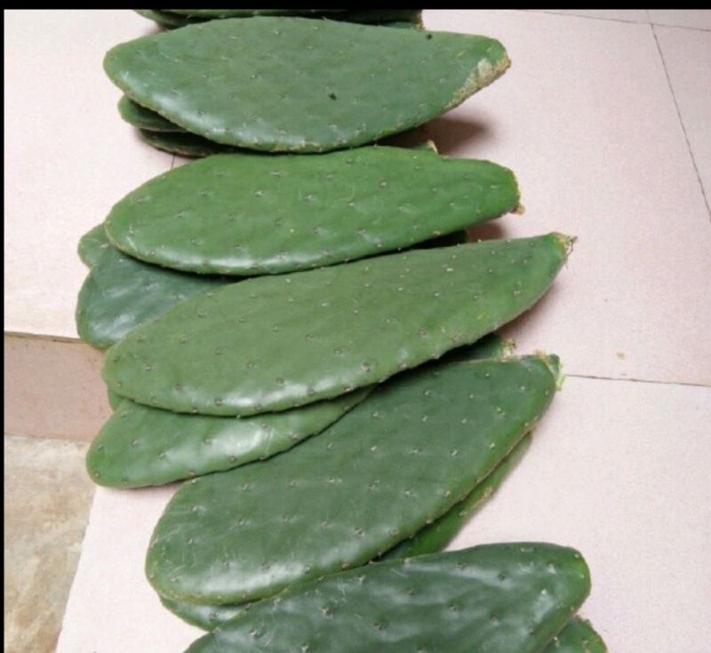 仙人掌种苗