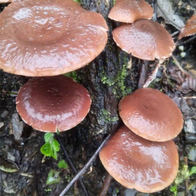 香菌