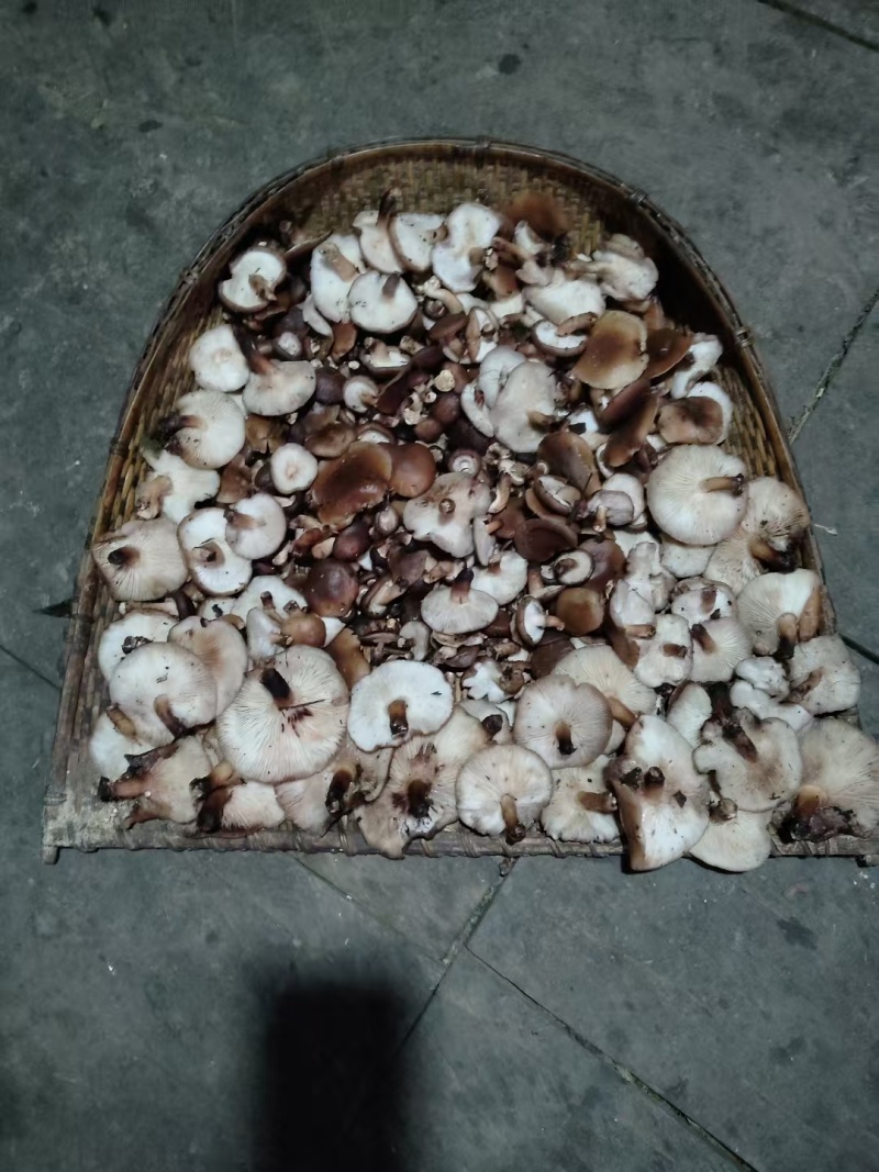 香菌