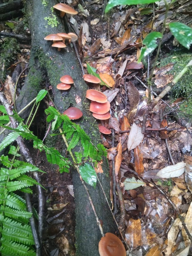 香菌