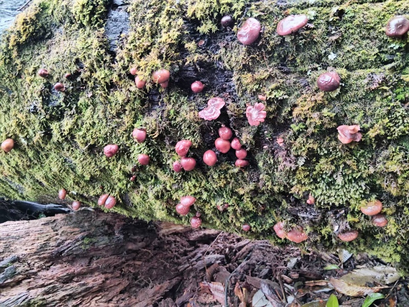 香菌