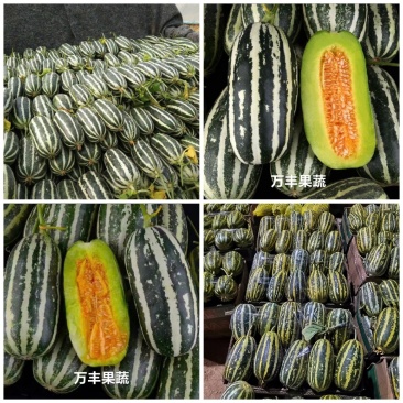 山东博洋甜瓜博洋9（老博洋九）万亩基地直供代发全国