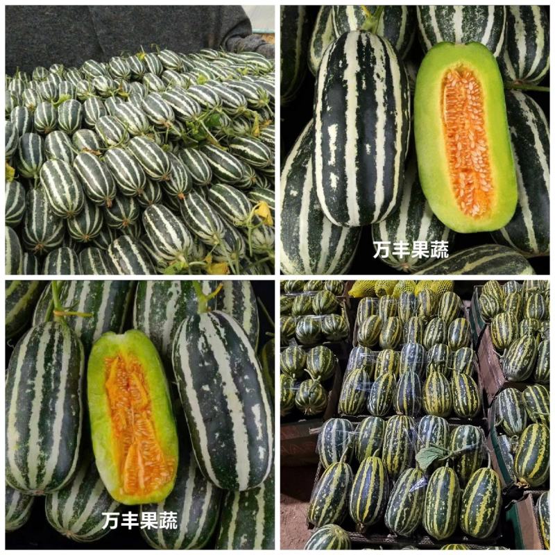 山东博洋甜瓜博洋9（老博洋九）万亩基地直供代发全国