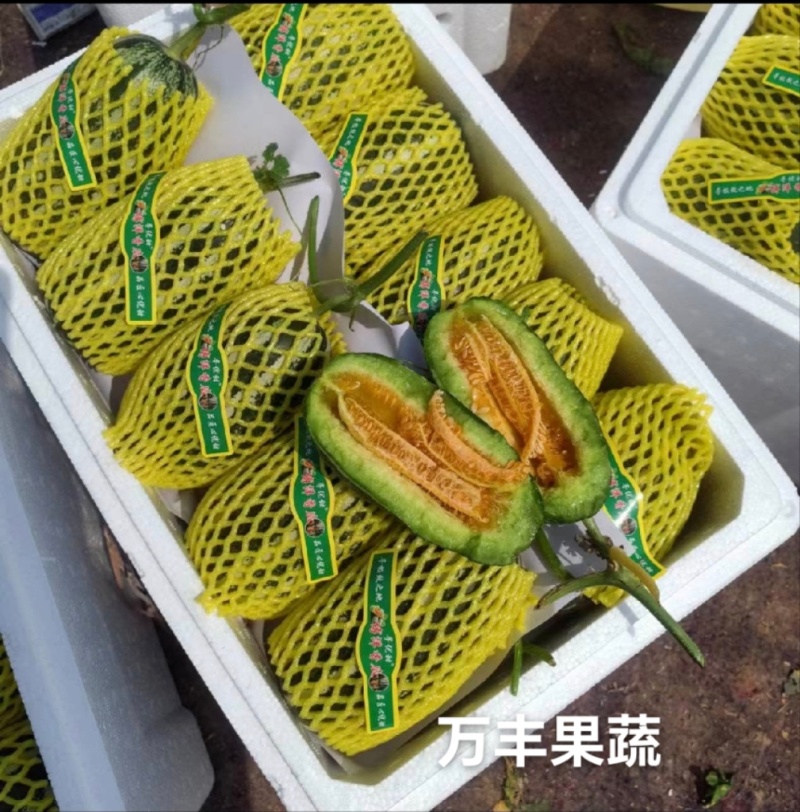 山东博洋甜瓜博洋9（老博洋九）万亩基地直供代发全国