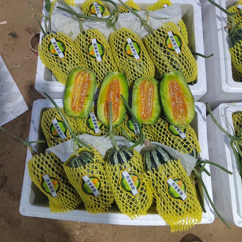 山东博洋甜瓜博洋9（老博洋九）万亩基地直供代发全国
