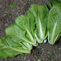 山东聊城奶白菜鲜嫩多汁农家自产品质保障对接商超电商