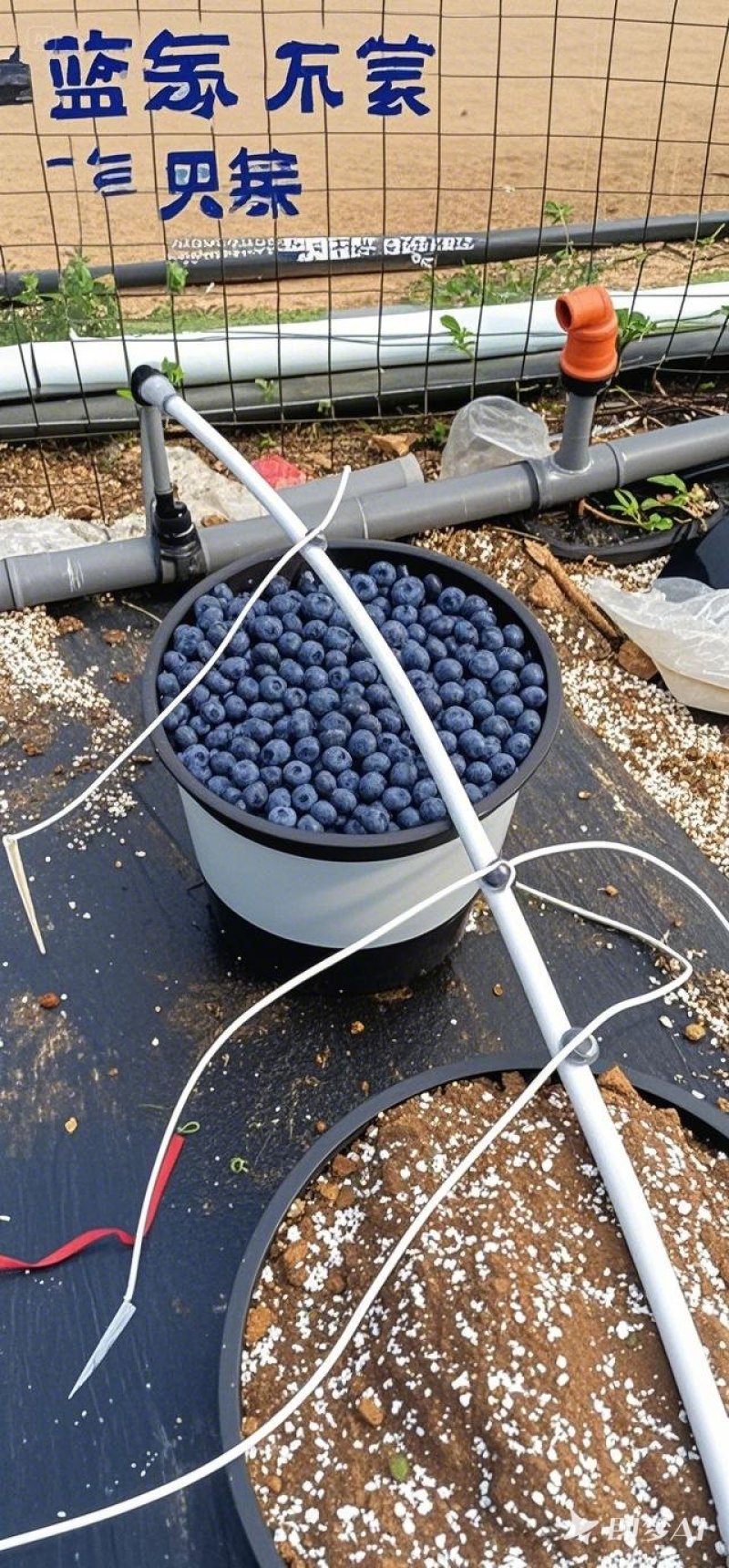 蓝莓农户云南蒙自草坝