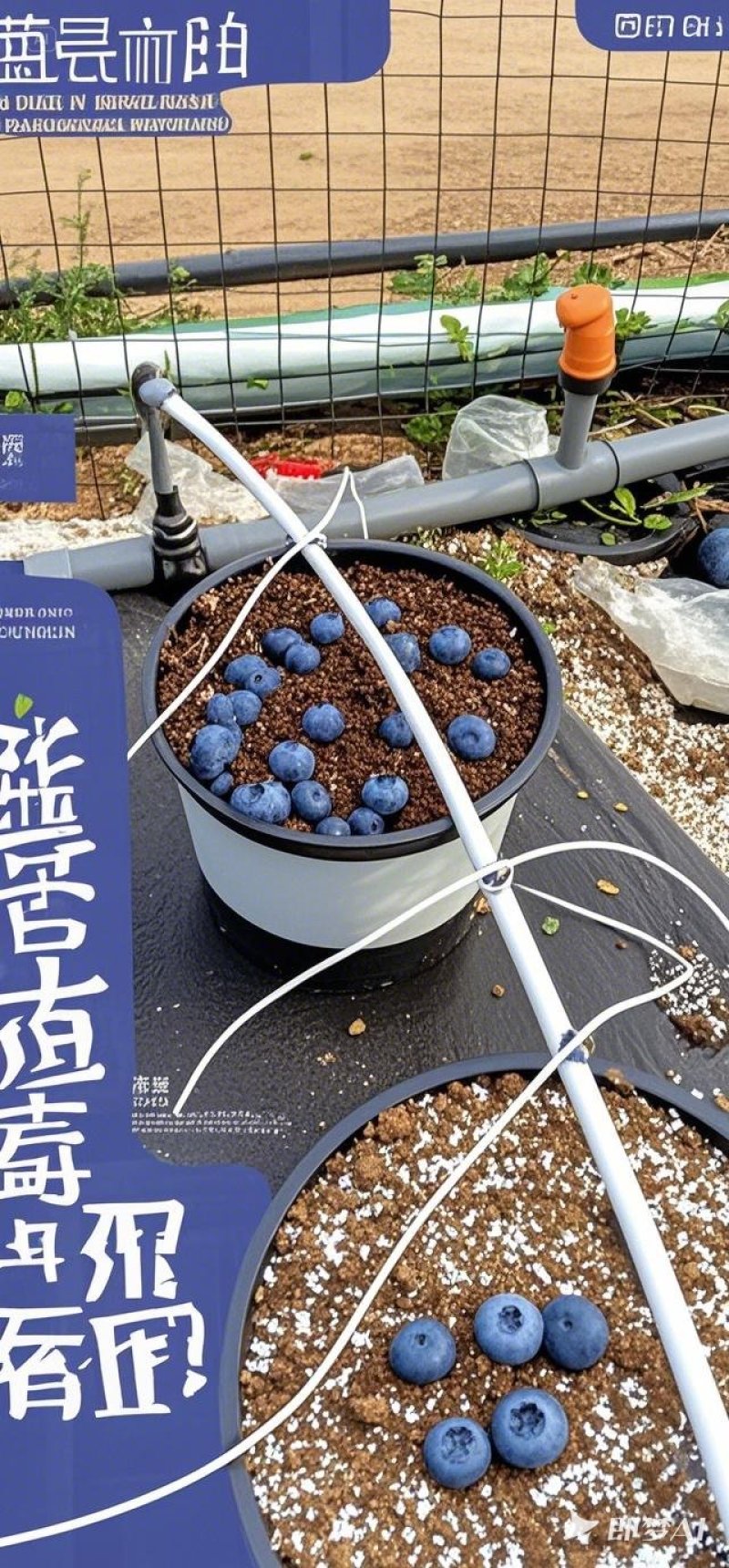 蓝莓农户云南蒙自草坝
