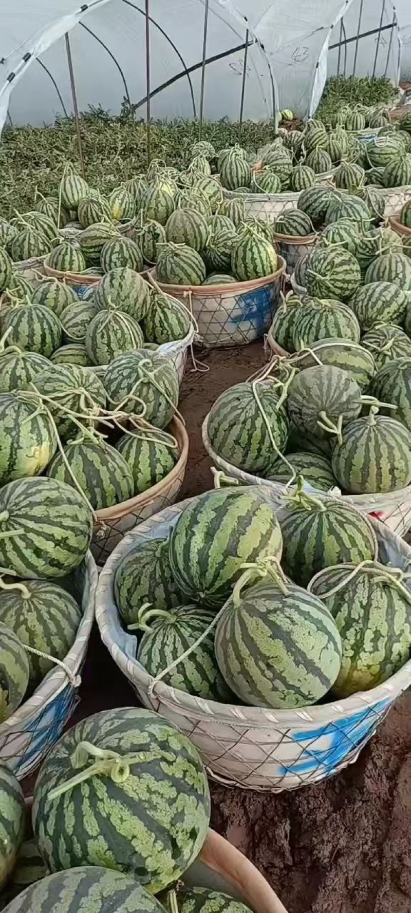 浙江美都西瓜，货量充足，品质佳，价格优惠欢迎咨询