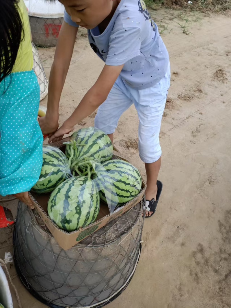 浙江美都西瓜，货量充足，品质佳，价格优惠欢迎咨询