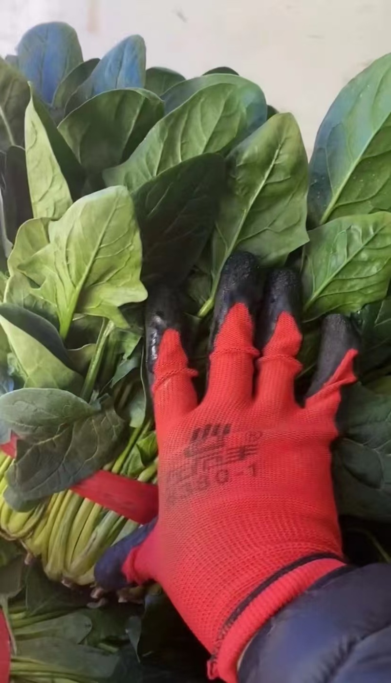 山东聊城大叶菠菜碧绿鲜嫩农家自产品质保障