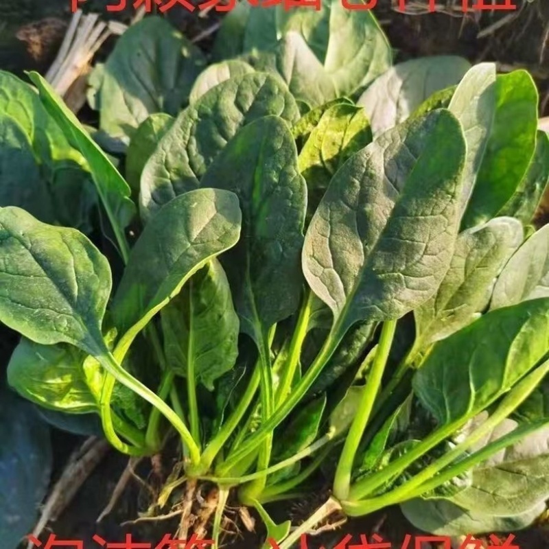 山东聊城大叶菠菜碧绿鲜嫩农家自产品质保障