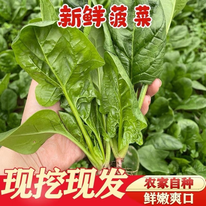 山东聊城大叶菠菜碧绿鲜嫩农家自产品质保障