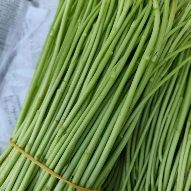 云南芦蒿大量上市品质保证一手货源诚信经营欢迎选购