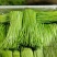 云南芦蒿大量上市品质保证一手货源诚信经营欢迎选购