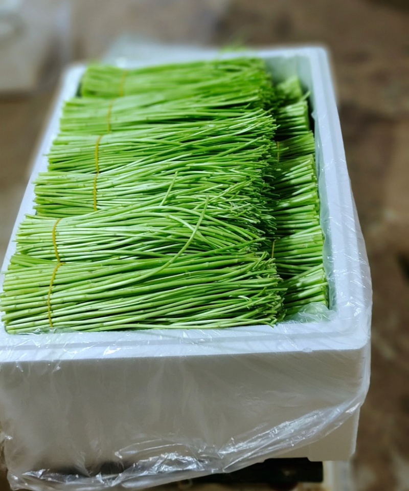 云南芦蒿大量上市品质保证一手货源诚信经营欢迎选购