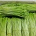 云南芦蒿大量上市品质保证产地一手货源诚信批发