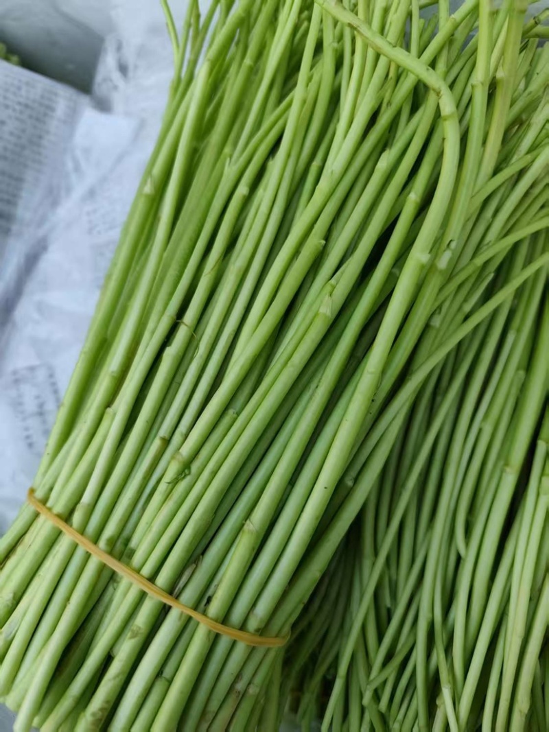 云南芦蒿大量上市品质保证产地一手货源诚信批发