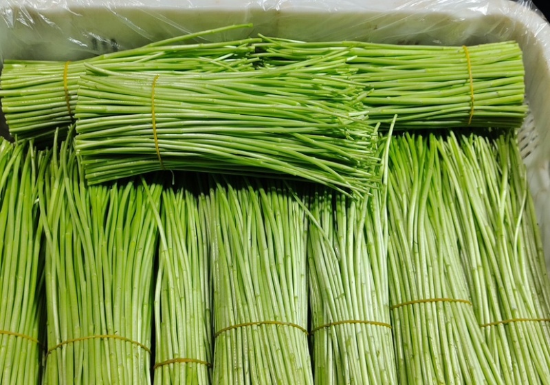 云南芦蒿大量上市品质保证产地一手货源诚信批发