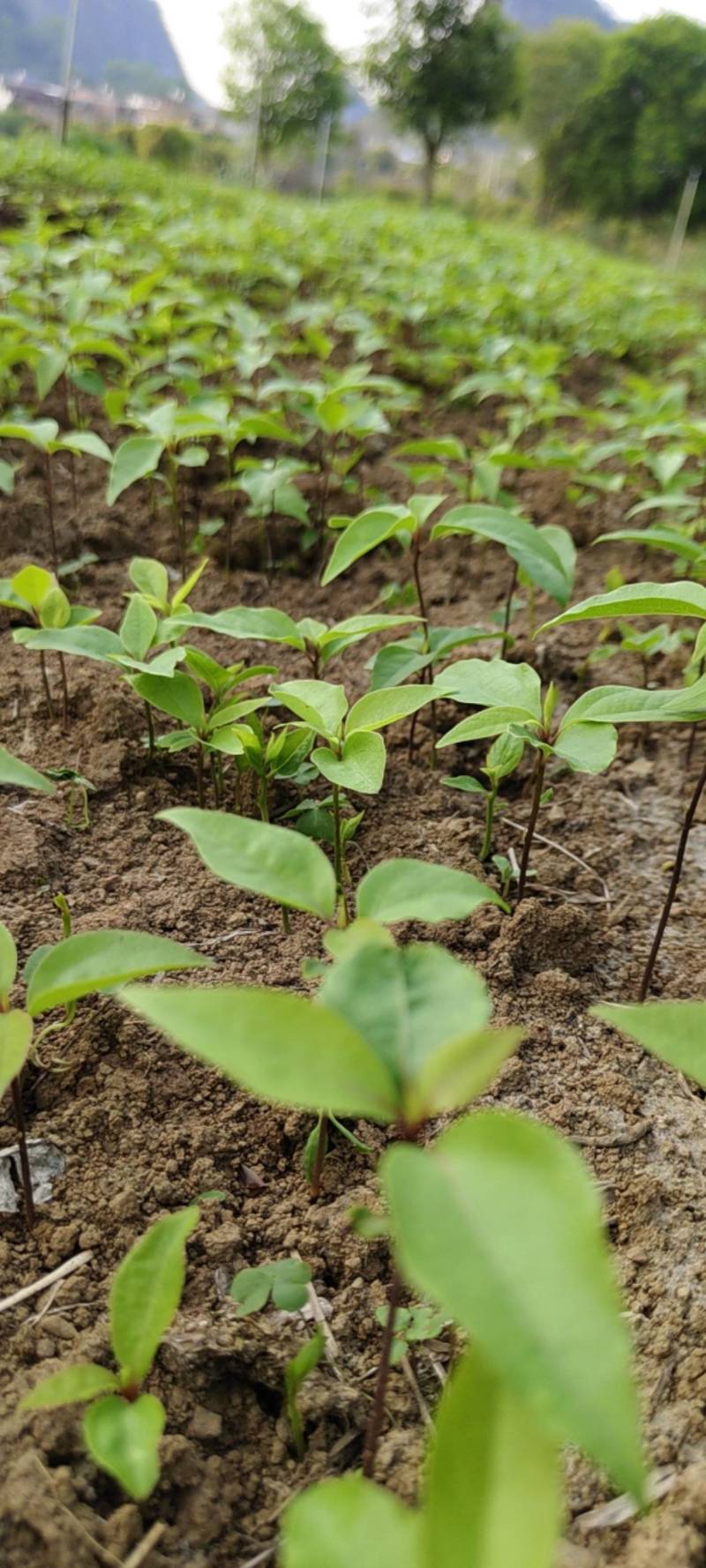 香樟树苗，，香樟小苗芽苗，自家种植全程技术指导