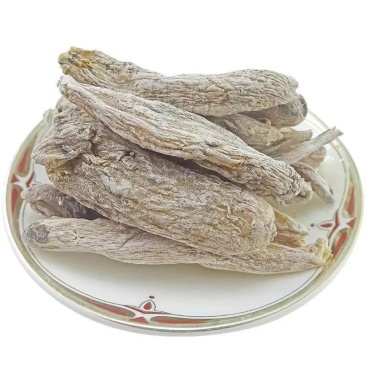 茉莉花根紫茉莉花根硫茉莉花根入地鼠货真价