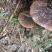 灵芝野生精选灵芝广西精品灵芝量大从优可视频看货