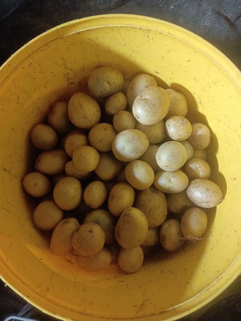土豆原原种，品种齐全，质量保证，值得信赖