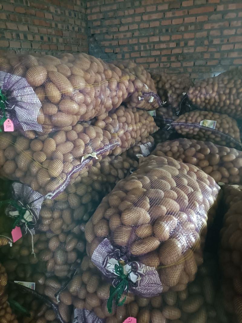 土豆原原种，品种齐全，质量保证，值得信赖