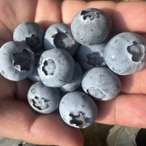 精品蓝莓，L25，L11，优瑞卡，F6，H5，云雀，货源充足