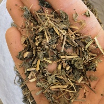 绞股蓝，统药用绞股蓝新货关书药材桟批发中药材量大从优