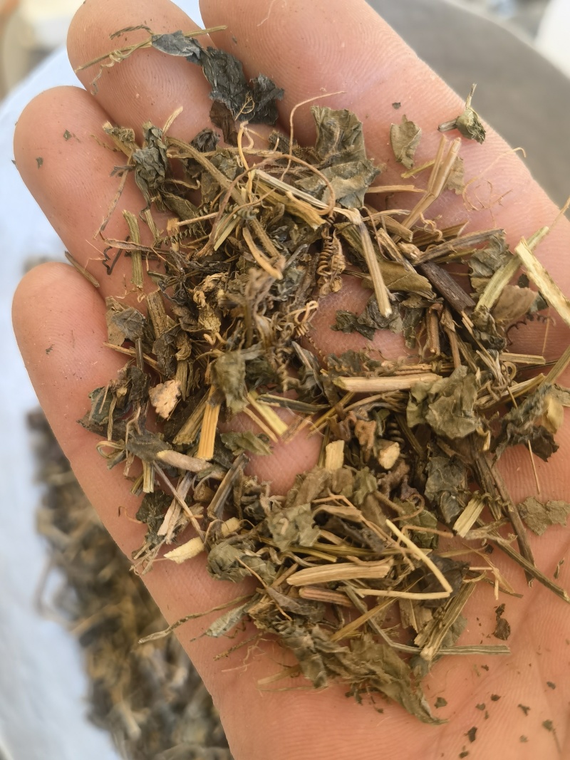 绞股蓝，统药用绞股蓝新货关书药材桟批发中药材量大从优