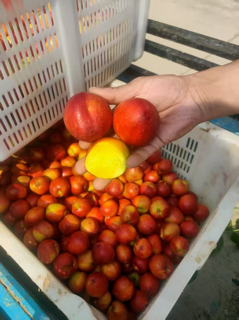 黄心油桃