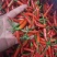 精品小米辣，一手货源对接全国市场，商超，电商，各种食品厂