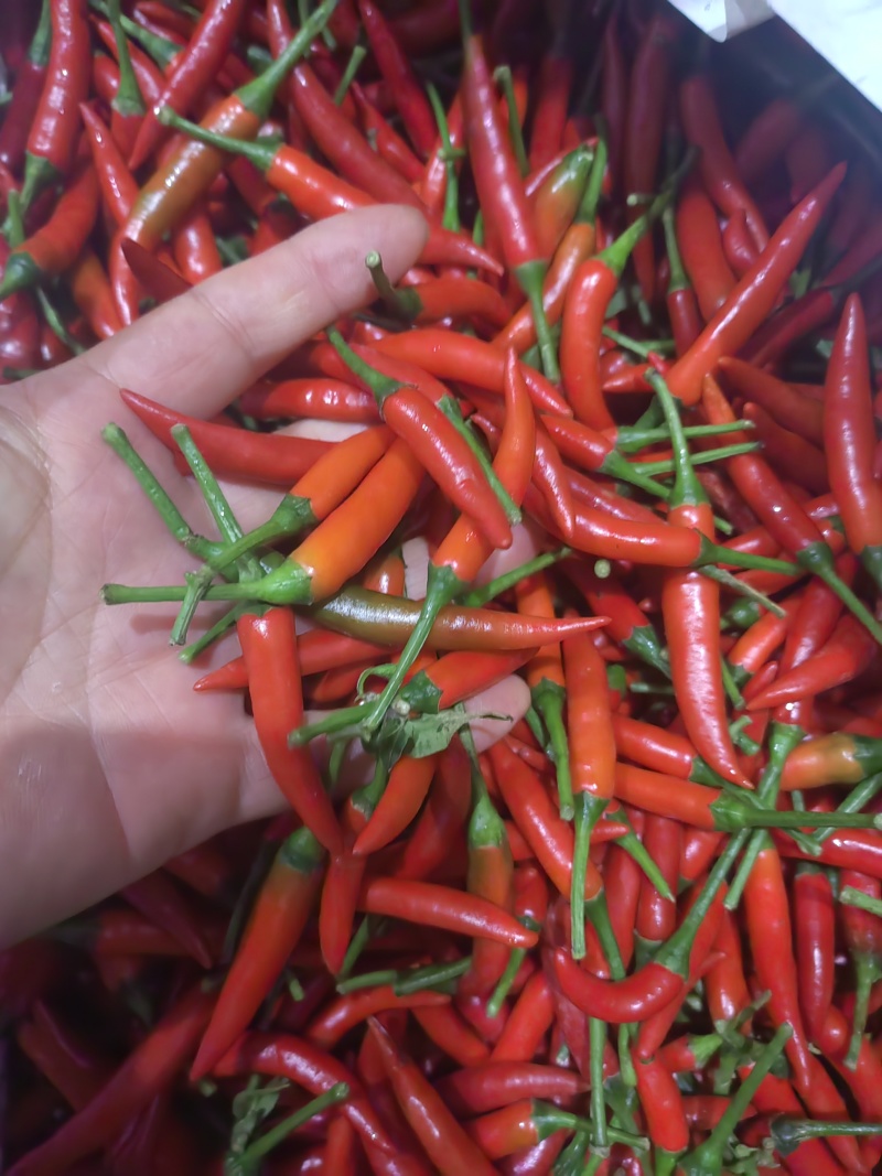 精品小米辣，一手货源对接全国市场，商超，电商，各种食品厂